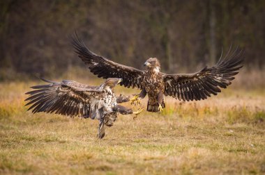 The White-tailed Eagles, Haliaeetus albicilla are fighting in autumn color environment of wildlife. Also known as the Ern, Erne, Gray Eagle, Eurasian Sea Eagle. They threaten with its claws. clipart