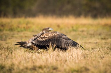 Ak kuyruklu kartal Haliaeetus albicilla yaban hayatı sonbahar renk ortamında oturuyor. Ern olarak da bilinen Erne, gri kartal, Avrasya deniz kartal. Ön planda bir ot olduğunu