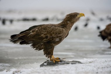 Beyaz kuyruklu Kartal, Haliaeetus albicilla vahşi yaşamın kış ortamında oturuyor. Ayrıca Ern, Erne, Gri Kartal, Avrasya Deniz Kartalı olarak da bilinir. Karlı resim