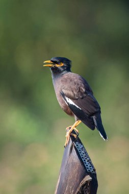 Yeşil arka planda çubuğun tepesine yayılan yaygın Myna