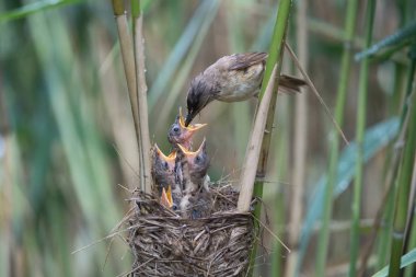 Büyük Reed Warbler, Acrocephalus Arundinaceus sazlıkların içindeki yavrularını besliyor, güçlü bir yağmur var. Genç kuşlar gagalarını açtı..