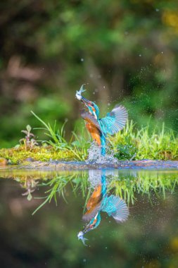 Dalış yapan Kingfisher, alcedo avıyla birlikte yeşil arka planda uçuyor. Balıkçı avını yakaladı. Renkli arka plan. İnanılmaz bir an. Nehirlerimizin uçan kuşu.