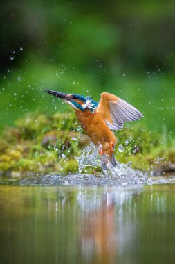 Dalış yapan Kingfisher, alcedo avıyla birlikte yeşil arka planda uçuyor. Balıkçı avını yakaladı. Renkli arka plan. İnanılmaz bir an. Nehirlerimizin uçan kuşu..