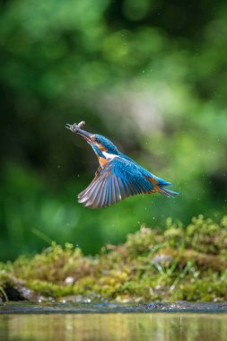 The diving Common Kingfisher, alcedo atthis is flying with his prey in green background. The kingfisher just caught his prey. Colorful backgound. Amazing moment. Flying bird gem of our rivers. clipart