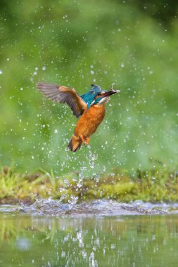 Dalış yapan Kingfisher, alcedo avıyla birlikte yeşil arka planda uçuyor. Balıkçı avını yakaladı. Renkli arka plan. İnanılmaz bir an. Nehirlerimizin uçan kuşu..