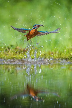 Dalış yapan Kingfisher, alcedo avıyla birlikte yeşil arka planda uçuyor. Balıkçı avını yakaladı. Renkli arka plan. İnanılmaz bir an. Nehirlerimizin uçan kuşu.