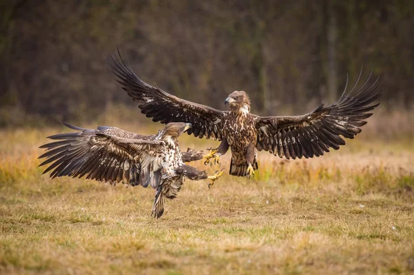 Fehérfarkú Eagles Haliaeetus Albicilla Harcol Őszi Színes Környezetben Vadon Élő — Stock Fotó