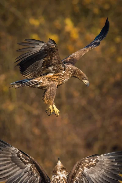 白尾鹰 白尾正在野生动物的秋色环境中作战 也被称为厄恩 欧亚海鹰 他们用它的爪子威胁 — 图库照片