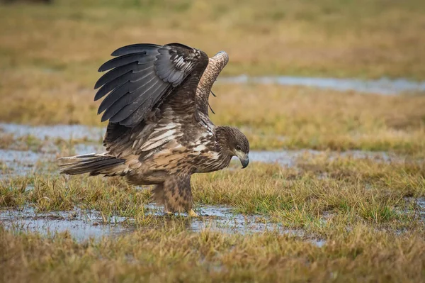 Havsörnen Haliaeetus Albicilla Sitter Höstens Färg Miljö Vilda Djur Även — Stockfoto