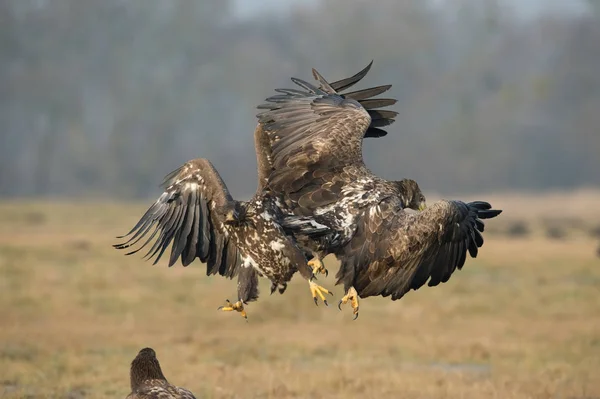 Белохвостые Орлы Haliaeetus Albicilla Сражаются Осенней Цветовой Среде Дикой Природы — стоковое фото