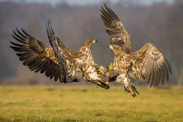 Die Seeadler Haliaeetus Albicilla Kämpfen Herbstlichen Farbmilieu Der Wildtiere Auch — Stockfoto