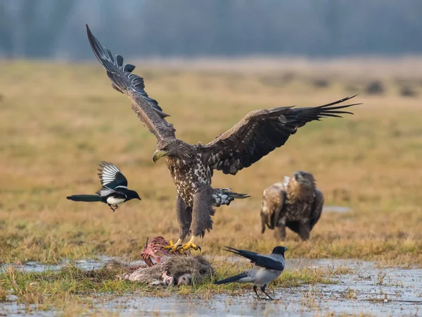 Die Seeadler Haliaeetus Albicilla Kämpfen Herbstlichen Farbmilieu Der Wildtiere Auch — Stockfoto