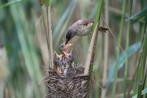 Büyük Reed Warbler, Acrocephalus Arundinaceus sazlıkların içindeki yavrularını besliyor, güçlü bir yağmur var. Genç kuşlar gagalarını açtı..