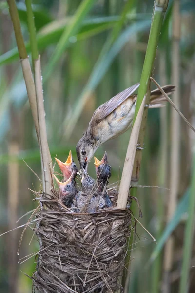 Gran Caña Warbler Acrocephalus Arundinaceus Está Alimentando Sus Polluelos Dentro — Foto de Stock