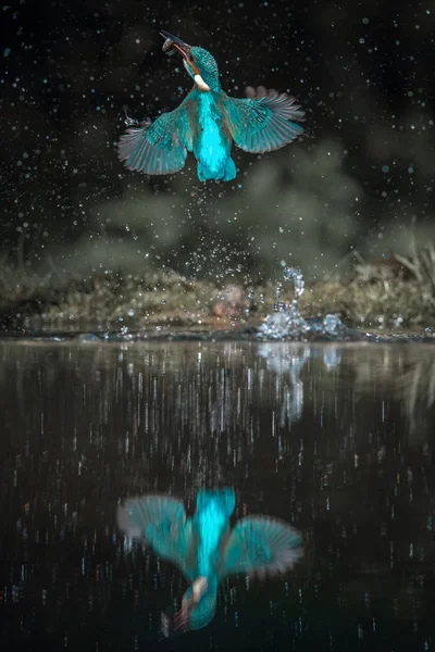 Duikende Ijsvogel Alcedo Vliegt Met Zijn Prooi Groene Achtergrond Ijsvogel — Stockfoto