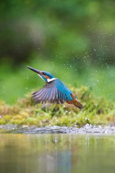 Dykning Common Kingfisher Alcedo Detta Flyger Med Sitt Byte Grön — Stockfoto