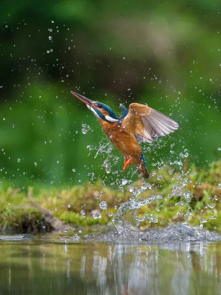 ダイビング コモン キングフィッシャーのアルセド Atthisは 彼の獲物と緑の背景で飛んでいます 犯人は獲物を捕まえたカラフルな背景 すごい瞬間だ川の空飛ぶ鳥の宝石 — ストック写真