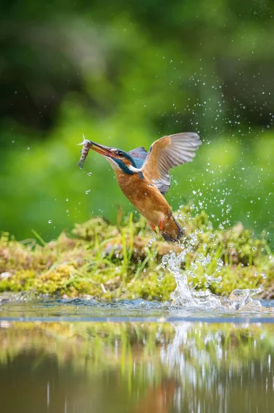 Mergulhador Common Kingfisher Alcedo Atthis Está Voando Com Sua Presa — Fotografia de Stock