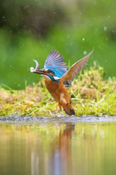 Mergulhador Common Kingfisher Alcedo Atthis Está Voando Com Sua Presa — Fotografia de Stock