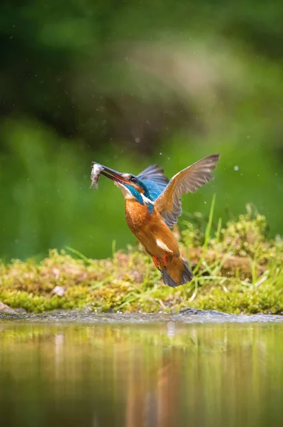 Дайдайвінг Common Kingfisher Alcedo Atit Літає Своєю Здобиччю Зеленому Тлі — стокове фото