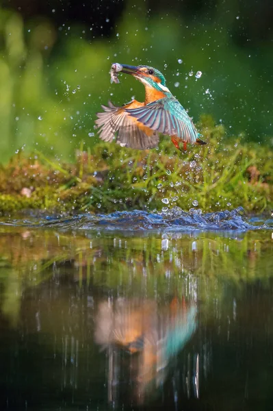 Dykning Common Kingfisher Alcedo Detta Flyger Med Sitt Byte Grön — Stockfoto