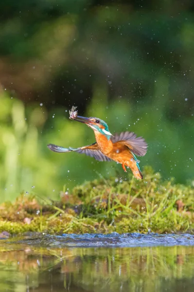 Dykning Common Kingfisher Alcedo Detta Flyger Med Sitt Byte Grön — Stockfoto