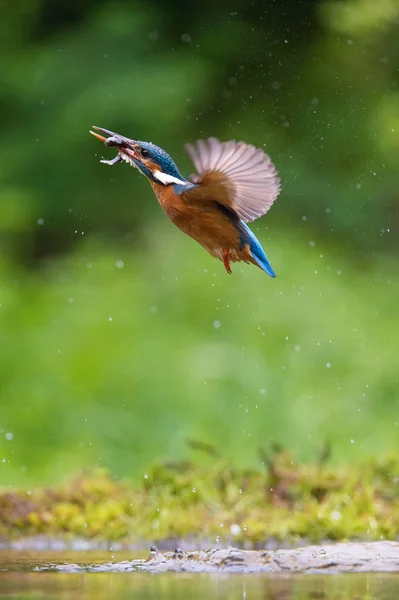 Дайвинг Common Kingfisher Летит Своей Добычей Зеленом Фоне Кингфишер Поймал — стоковое фото