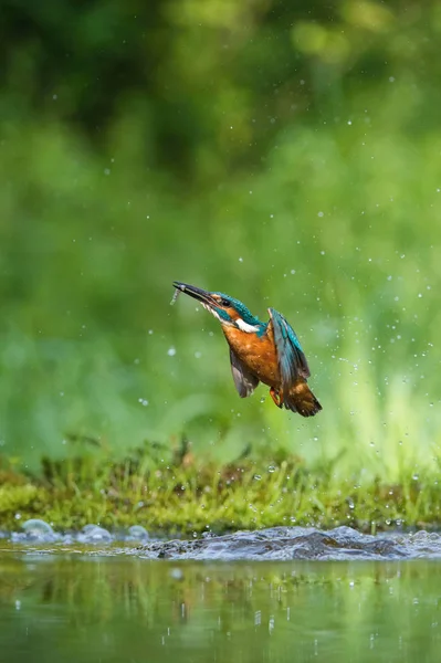 ダイビング コモン キングフィッシャーのアルセド Atthisは 彼の獲物と緑の背景で飛んでいます 犯人は獲物を捕まえたカラフルな背景 すごい瞬間だ川の空飛ぶ鳥の宝石 — ストック写真