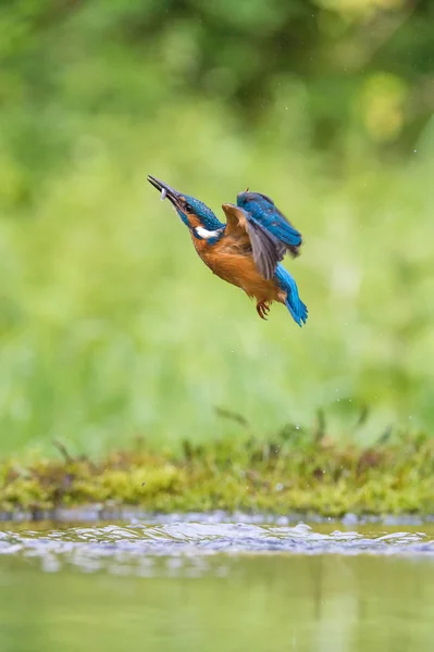 Dykning Common Kingfisher Alcedo Detta Flyger Med Sitt Byte Grön — Stockfoto