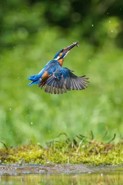 Дайвинг Common Kingfisher Летит Своей Добычей Зеленом Фоне Кингфишер Поймал — стоковое фото