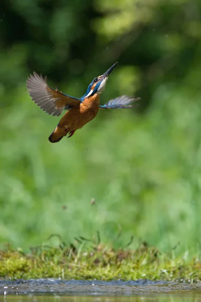 Дайвинг Common Kingfisher Летит Своей Добычей Зеленом Фоне Кингфишер Поймал — стоковое фото