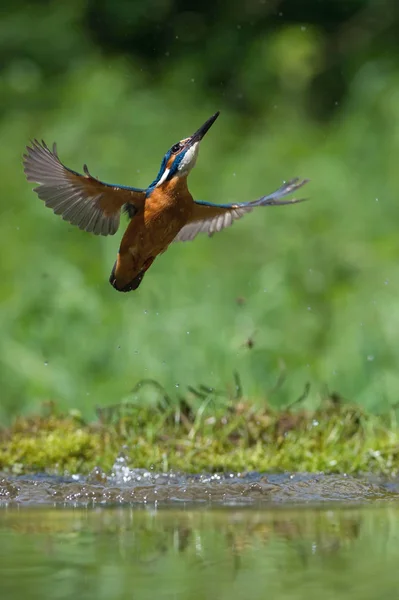 Дайвинг Common Kingfisher Летит Своей Добычей Зеленом Фоне Кингфишер Поймал — стоковое фото