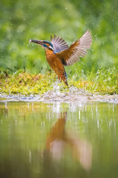 Дайвинг Common Kingfisher Летит Своей Добычей Зеленом Фоне Кингфишер Поймал — стоковое фото