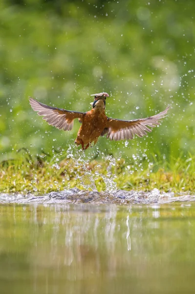 Mergulhador Common Kingfisher Alcedo Atthis Está Voando Com Sua Presa — Fotografia de Stock
