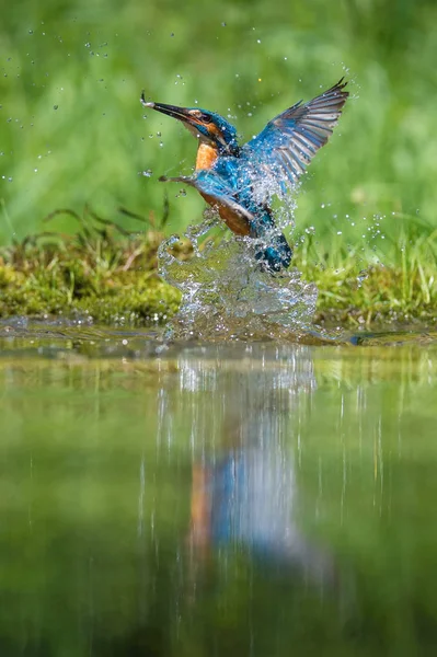 Dykning Common Kingfisher Alcedo Detta Flyger Med Sitt Byte Grön — Stockfoto