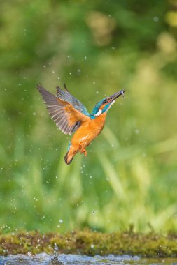 Dalış yapan Kingfisher, alcedo avıyla birlikte yeşil arka planda uçuyor. Balıkçı avını yakaladı. Renkli arka plan. İnanılmaz bir an. Nehirlerimizin uçan kuşu..