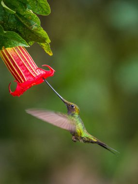 Kılıç gagalı Hummingbird, Ensifera ensifera, Ekvador 'da yaşayan neotropik bir tür. Süzülüyor ve trompet kırmızı çiçeğinin nektarını içiyor. Koyu yeşil arka plan.
