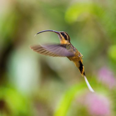 Sinekkuşu havada süzülüyor ve yağmur ormanlarındaki güzel çiçeğin nektarını içiyor. Uçan Tawny-Belled Hermit, Phaethornis Syrmatophorus 'un renkli bir geçmişi var..