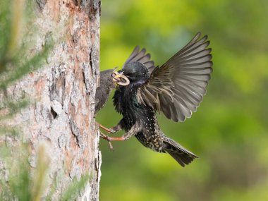 Ortak Starling, Sturnus vulgaris yavrusunu beslemek için bir böcekle uçuyor, genç kuş beslenmek için gagasını açıyor, güzel altın ışık, yeşil arka plan