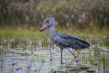 Shoebill, Balaeniceps rex, olarak da bilinen whalehead veya ayakkabı gagalı leylek, çok büyük bir leylek gibi kuştur. Adı büyük kendi ayakkabı şeklindeki Bill'den kaynaklanmaktadır. Sulak, mavi çiçek yürüyüş