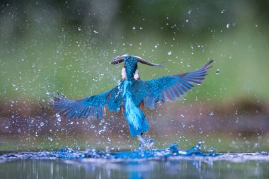 Dalış yapan Kingfisher, alcedo avıyla birlikte yeşil arka planda uçuyor. Balıkçı avını yakaladı. Renkli arka plan. İnanılmaz bir an. Nehirlerimizin uçan kuşu.