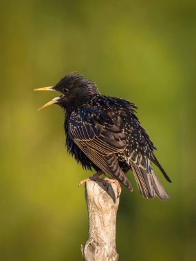 The Common Starling, Sturnus vulgaris şubede oturuyor ve poz veriyor, inanılmaz yeşil arka plan, sabah güneş doğarken.