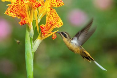 Sinekkuşu havada süzülüyor ve yağmur ormanlarındaki güzel çiçeğin nektarını içiyor. Uçan Tawny-Belled Hermit, Phaethornis Syrmatophorus 'un renkli bir geçmişi var..