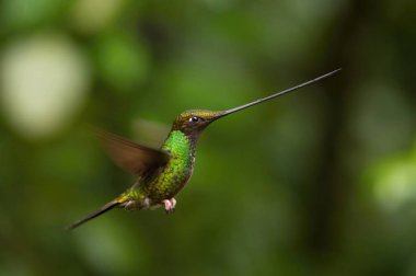 Kılıç gagalı Hummingbird, Ensifera ensifera, Ekvador 'da yaşayan neotropik bir tür. Süzülüyor ve trompet kırmızı çiçeğinin nektarını içiyor. Koyu yeşil arka plan.