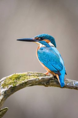Ortak Kingfisher alcedo şuna bazı sopa üzerinde oturan ve avlarına renkli amaç bekliyor