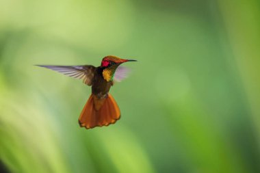 The Ruby-topaz Hummingbird, Chrysolampis mosquitus is flying in nice green background, Trinidad and Tobago clipart
