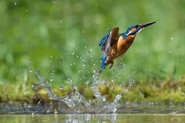 Dalış yapan Kingfisher, alcedo avıyla birlikte yeşil arka planda uçuyor. Balıkçı avını yakaladı. Renkli arka plan. İnanılmaz bir an. Nehirlerimizin uçan kuşu..
