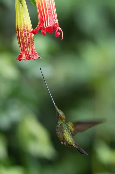 The Sword-billed Hummingbird, Ensifera ensifera is a neotropical species from Ecuador. He is hovering and drinking the nectar from the trumpet red flower. Dark green backround.
