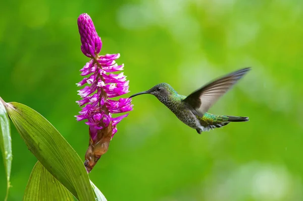 Beija Flor Está Subindo Bebendo Néctar Bela Flor Ambiente Floresta — Fotografia de Stock