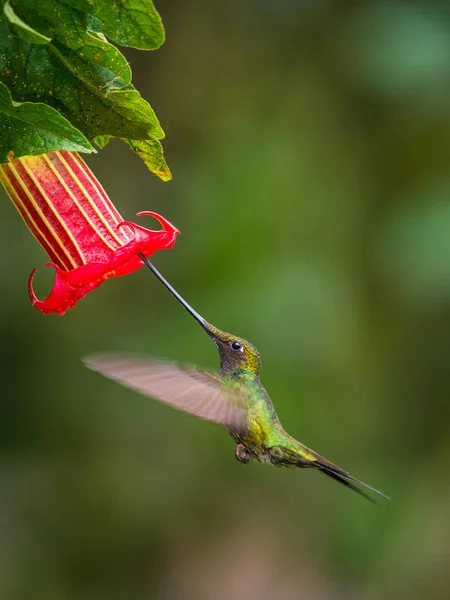 Kılıç gagalı Hummingbird, Ensifera ensifera, Ekvador 'da yaşayan neotropik bir tür. Süzülüyor ve trompet kırmızı çiçeğinin nektarını içiyor. Koyu yeşil arka plan.